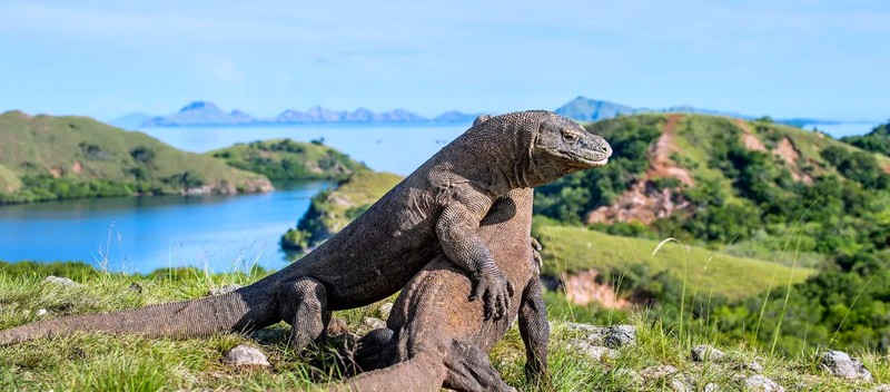 8 Exciting Things to See In Komodo Island-komod dragons komod island