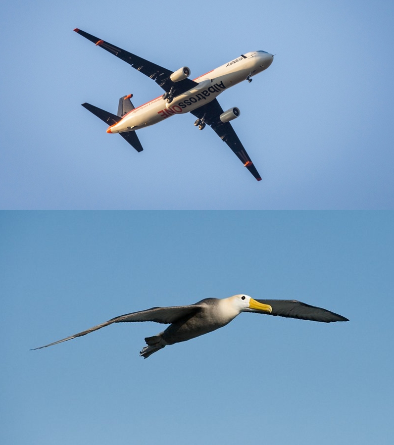 Unique seabird inspired Airbus engineers to create innovative aircraft -  2LUXURY2.COM