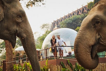 Jungle Bubbles – Discover the elephant outside your luxurious room