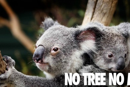 Koalas face extinction without stronger protection, say conservationists