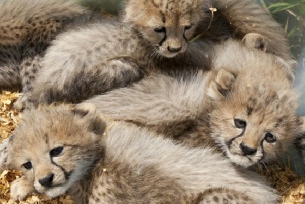 Wildlife crime study finds 33,000 items worth £7m for sale online