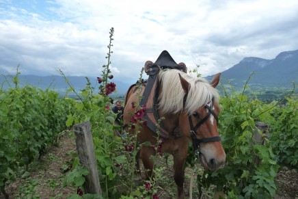 French wine in crisis? That’s good news for small producers