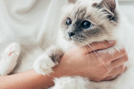 Three Luxurious Ways to Pamper Your Pet