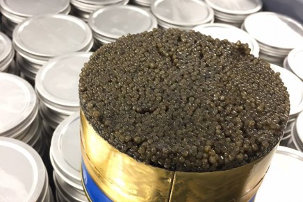 A taste of caviar … the sturgeon will see you now