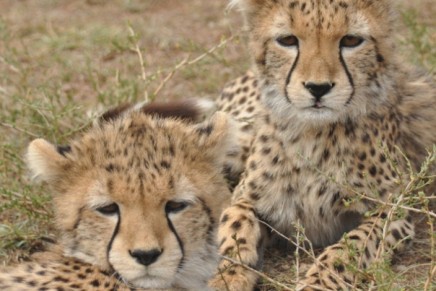 Cheetah smuggling driving wild population to extinction, report says