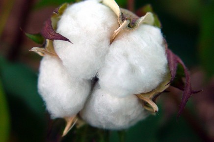 Cotton and Sustainability