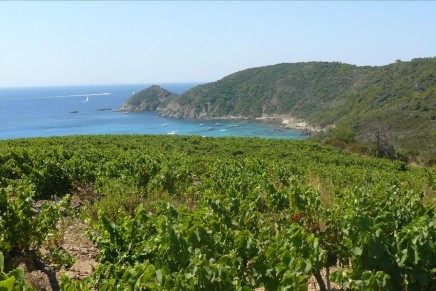 Provence wine route: top 10 guide