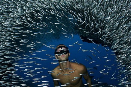 The world’s leading underwater photo contest announces its winners