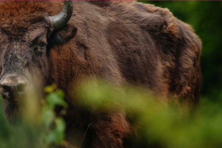 Return of the European bison