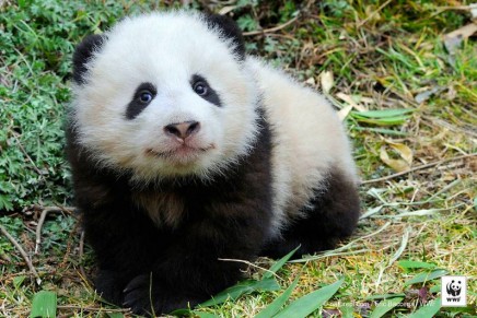 Giant panda no longer ‘endangered’ but iconic species still at risk