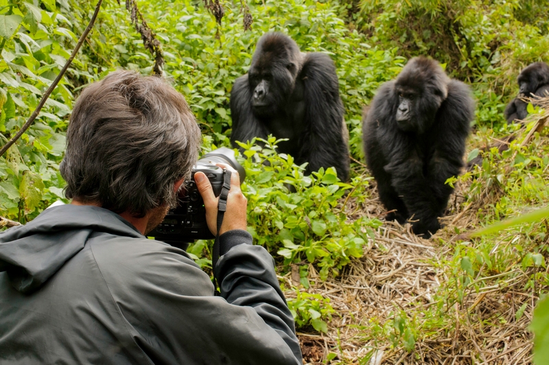 Gorilla Trekking