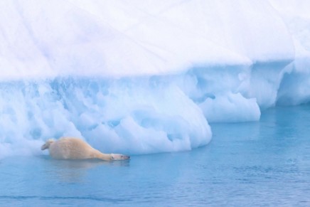 Green news roundup: Alan Rusbridger and Naomi Klein on climate change