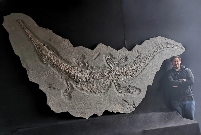 Jurassic crocodile skeleton Steneosaurus bollensis Holzmaden Shale - Fossil Realm CEO Peter Lovisek poses with specimen