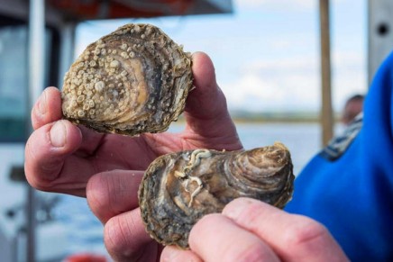 Single malt Scotch whisky distillery to prevent the extinction of the European oyster