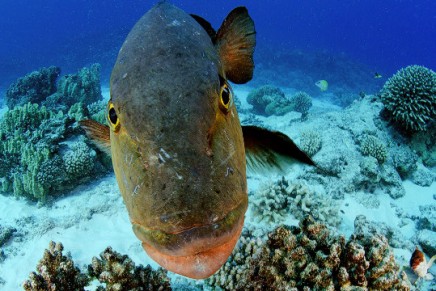 Unique underwater world discovered in Pitcairn Islands