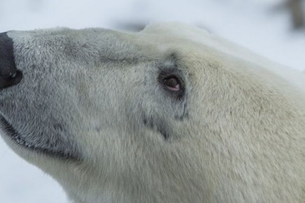Getting close looks at polar bears in their natural environment. Polar bears join natural wonders at Google Maps