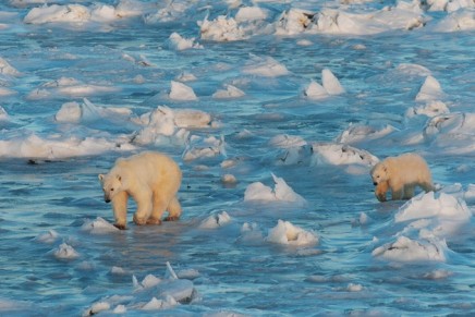 Polar bear population in frozen sea north of Alaska falls 40% in 10 years