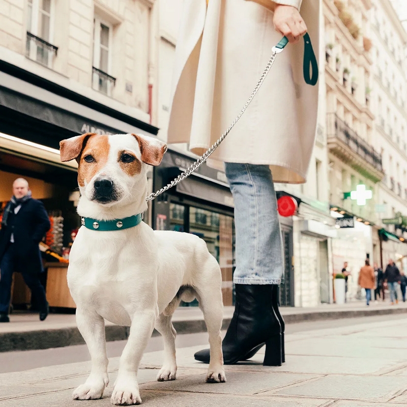 Bonjour Designer Dog Collar And Leash