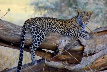 Safari for modern-day tastes at the new Sanctuary Kichakani Serengeti Camp