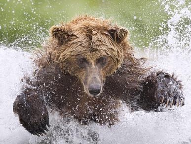 2014 Nature’s Best Photography Awards – An inspiring photographic journey from the wild to the walls of the Smithsonian.