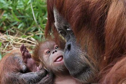 Orangutan experts plead for Australian food manufacturers to reject palm oil