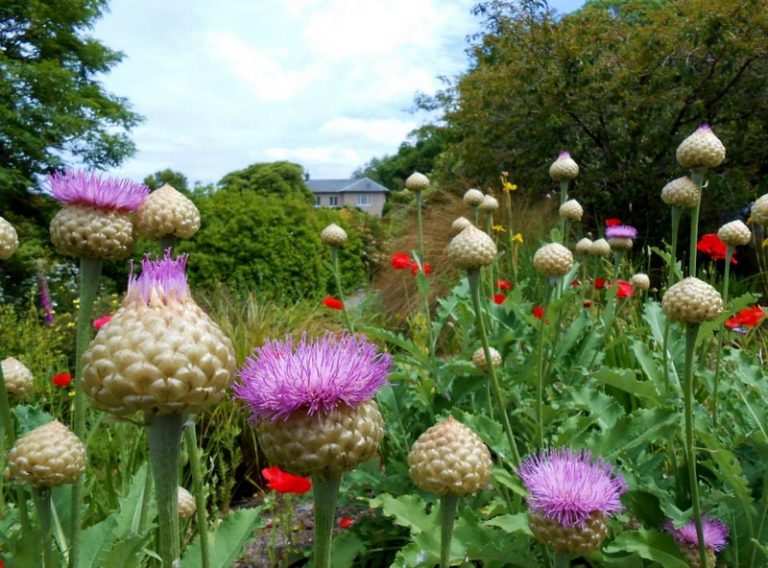 Luxury Recommendation