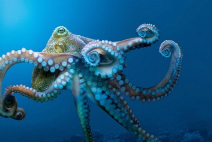 Monterey Bay Aquarium inspires conservation of the oceans through breakthrough ‘Tentacles’ exhibit