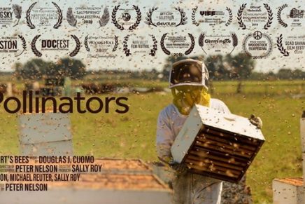 ‘It’s only important if you eat food’: inside a film on the honeybee crisis