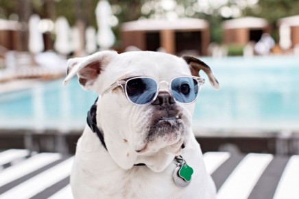 Miami Beach pet-friendly perks and places to bark about