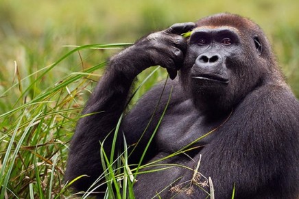 Over half of world’s wild primate species face extinction, report reveals