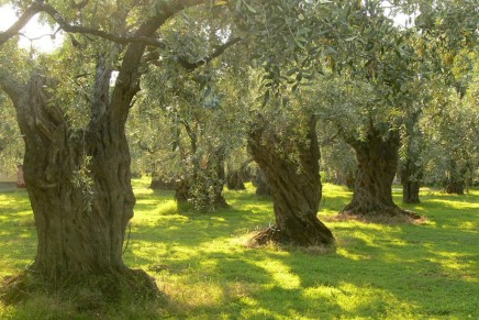 Europe’s olive trees threatened by spread of deadly bacteria