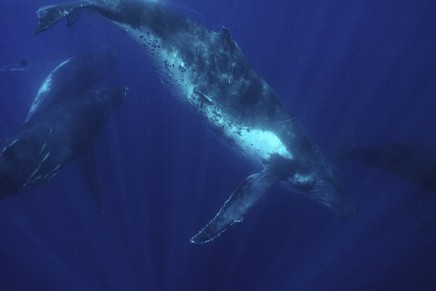 A major victory for whale protection efforts