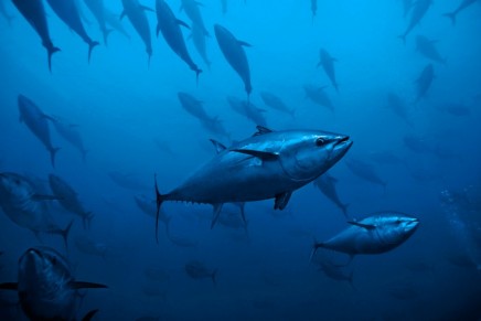 Tuna and mackerel populations suffer catastrophic 74% decline, research shows