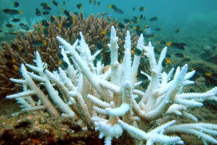 Ask the real experts about ocean acidification, not climate science deniers