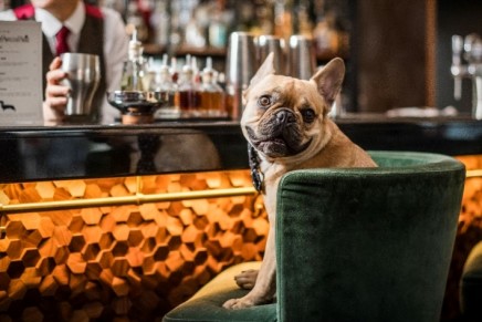Don’t let your pooch feel lonely instead take him out at dog-friendly restaurants in London