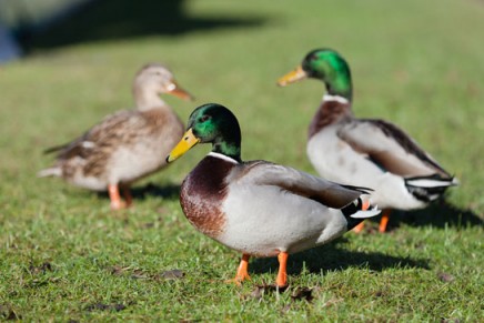 Don’t feed the ducks bread, say conservationists