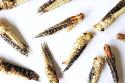 Insects tipped to rival sushi as fashionable food of the future