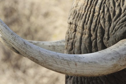 Ban on domestic ivory trade passes at international summit