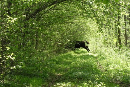 Europe’s forests ‘particularly vulnerable’ to rapid climate change