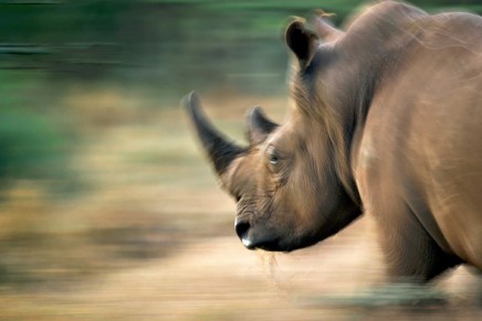 What drives the demand for rhino horns?