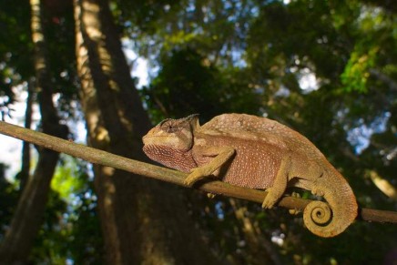 We are destroying rainforests so quickly they may be gone in 100 years