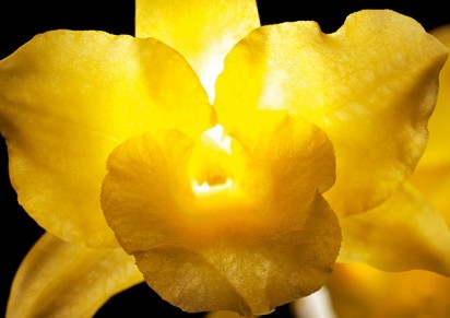 The Guerlain Orchidarium ensures a perfect traceability of this exceptional resource