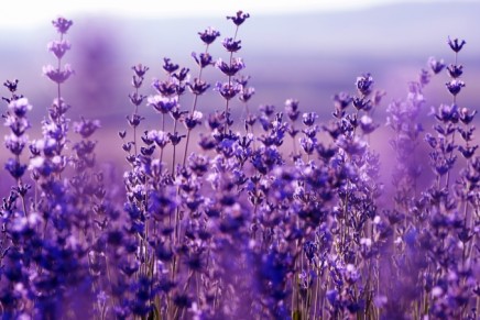 International Perfume Foundation announces Lavender Essential Oil Judging for Year 2016