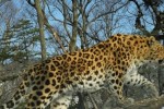 Leopards have lost 75% of their historical habitat
