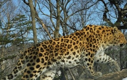 Leopards have lost 75% of their historical habitat