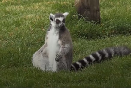 ‘Lemoga’: Lake District hotel offers yoga with lemurs as partners