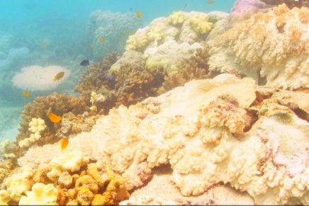 Great Barrier Reef at ‘terminal stage’: scientists despair at latest coral bleaching data
