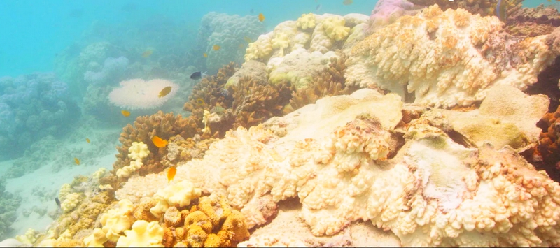 mass bleaching events Great Barrier Reef