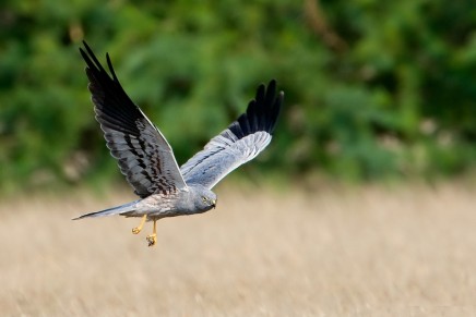 How can we stop the persecution of birds of prey?