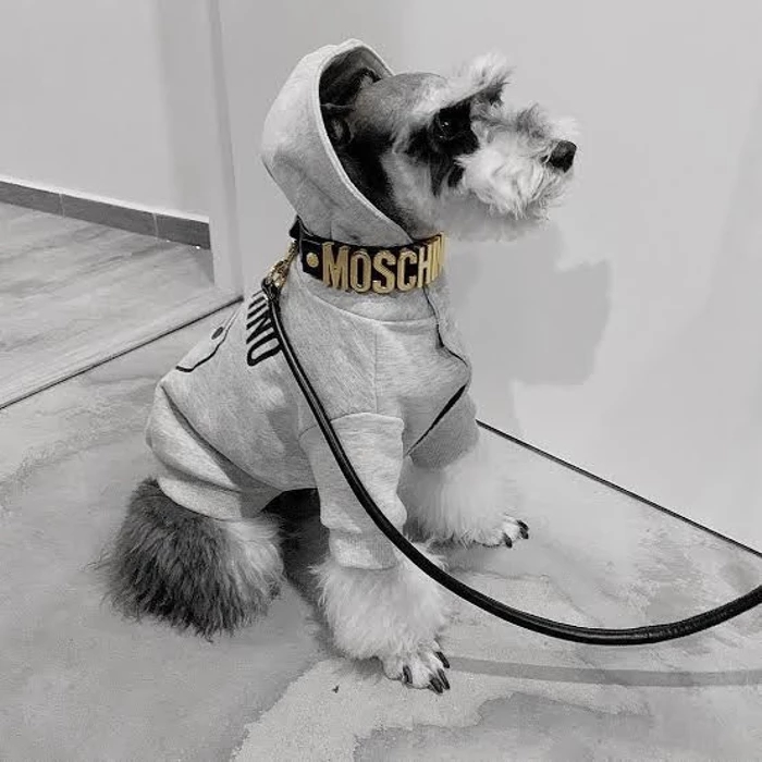 moschino dog coat